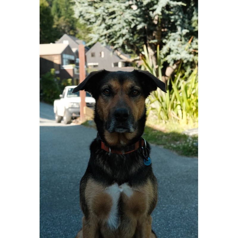 Mica The Special Order Expert